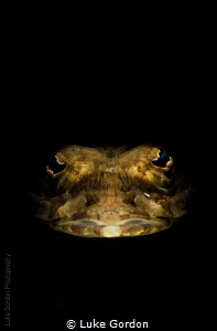 Snooted Flathead......peering out of the darkness by Luke Gordon 